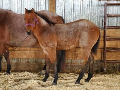 Paddys Gin Ruby JW <BR> AQHA 6254243